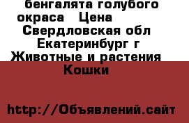 бенгалята голубого окраса › Цена ­ 15 000 - Свердловская обл., Екатеринбург г. Животные и растения » Кошки   